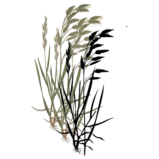 Grass with nodding spikelets 01