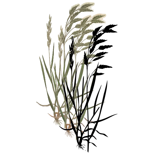 Grass with nodding spikelets 01