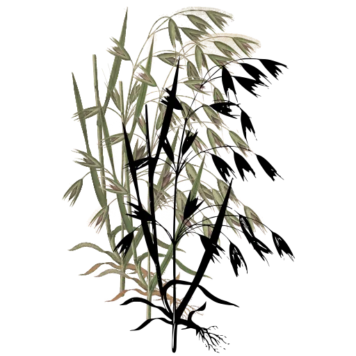 Sedge with drooping spikelets