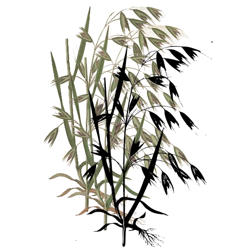 Sedge with drooping spikelets