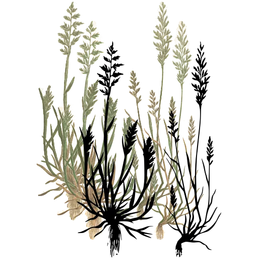 Grass tuft with fine panicles