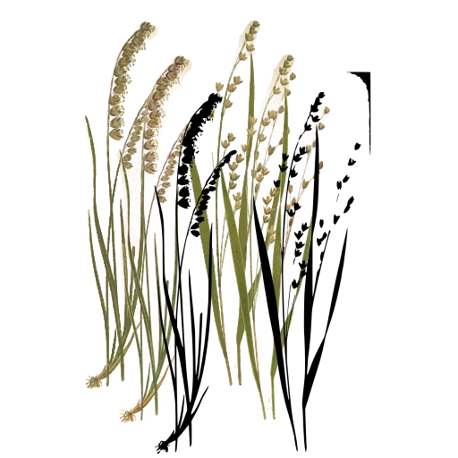 Grass with beaded spikes