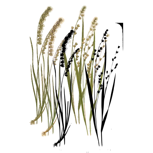 Grass with beaded spikes