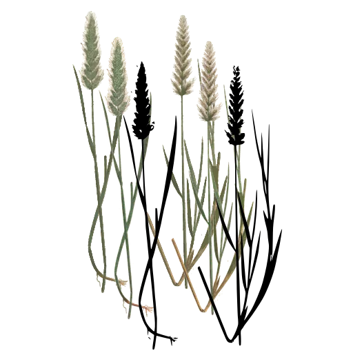 Grass with narrow seed head