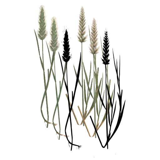 Grass with narrow seed head