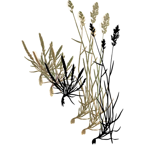 Grass tuft with stiff spikes