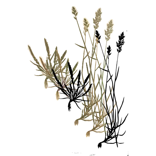 Grass tuft with stiff spikes
