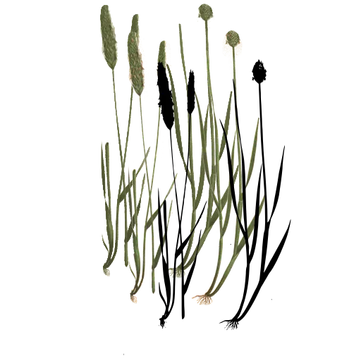 Grass with cylindrical spikes 01