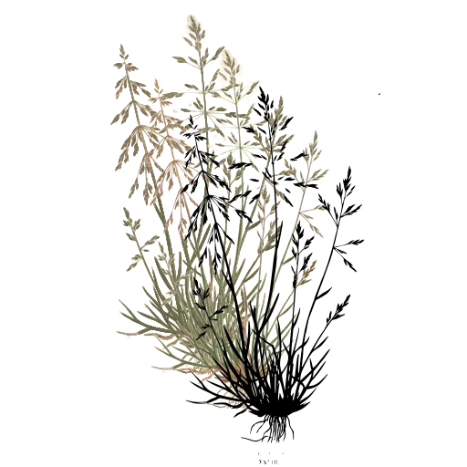 Grass tussock with airy panicles