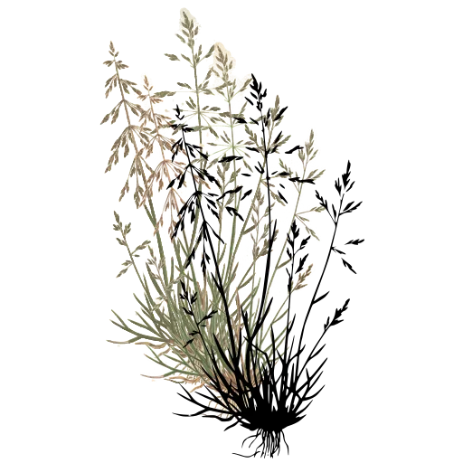 Grass tussock with airy panicles