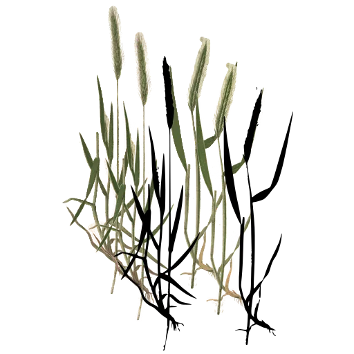 Grass with narrow bristle spike