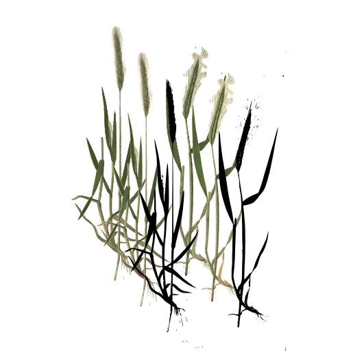 Grass with narrow bristle spike