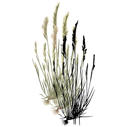 Tufted grass with slim panicles
