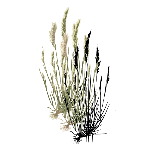 Tufted grass with slim panicles