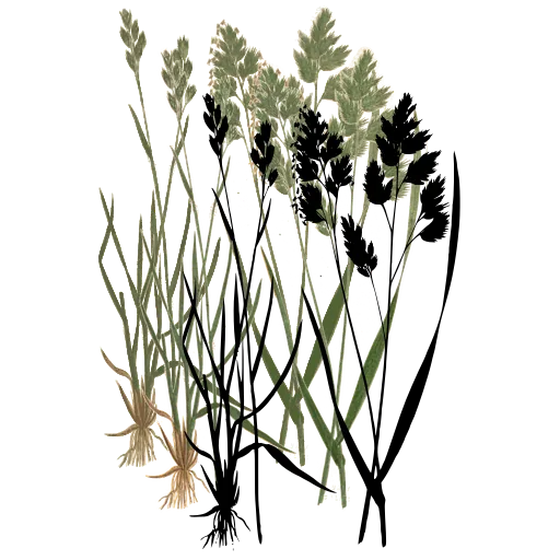 Grass with clustered spikes