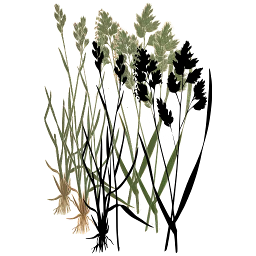 Grass with clustered spikes
