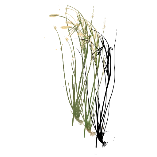 Grass with curving thread stems