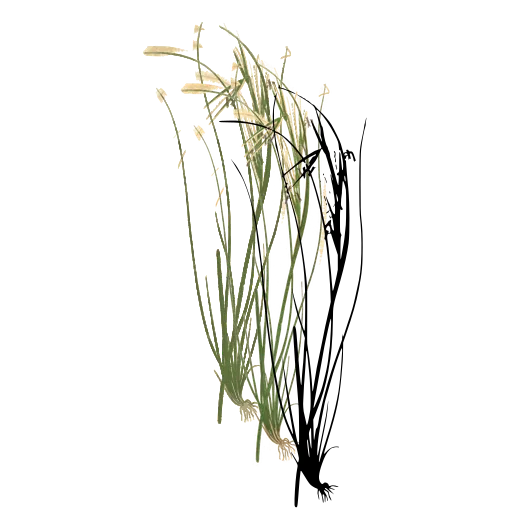 Grass with curving thread stems