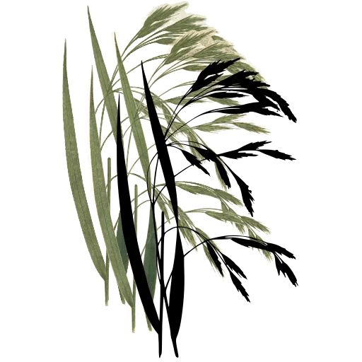 Oat grass with drooping spikelets