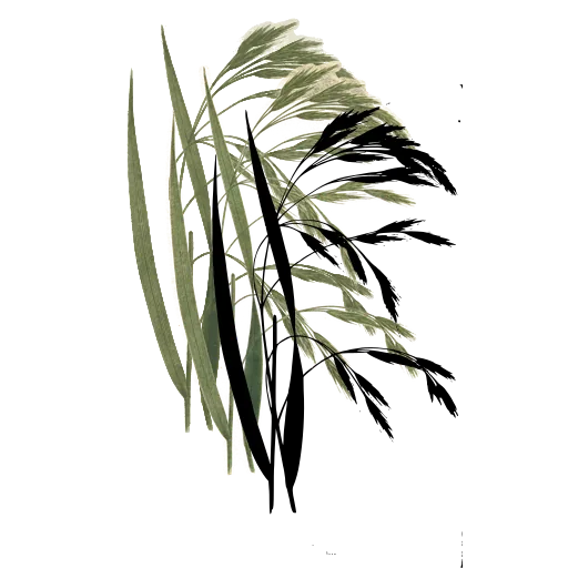 Oat grass with drooping spikelets