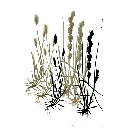 Grass with dense cylindrical spike 01