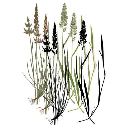 Grass with knobbed panicle