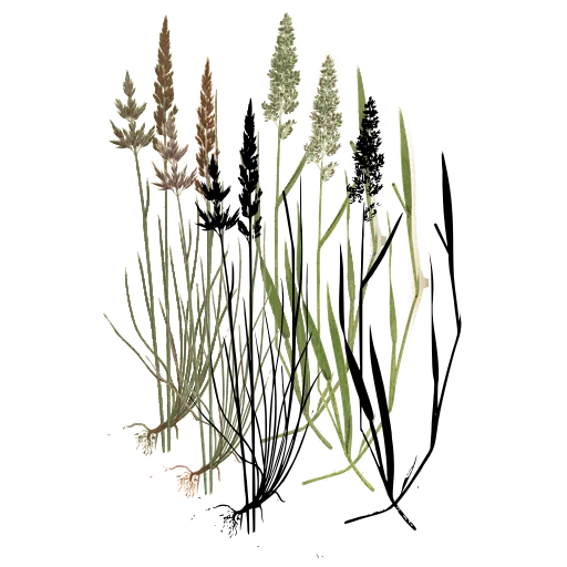 Grass with knobbed panicle