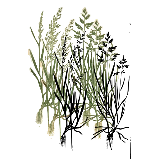 Tussock grass with two panicles
