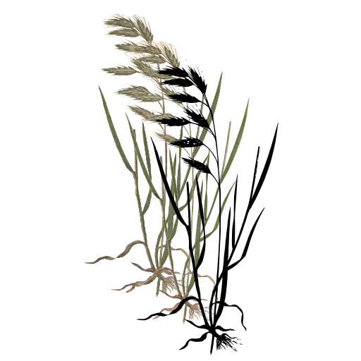 Grass with flat spikelets