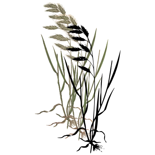 Grass with flat spikelets