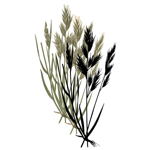 Grass with bristled spikes