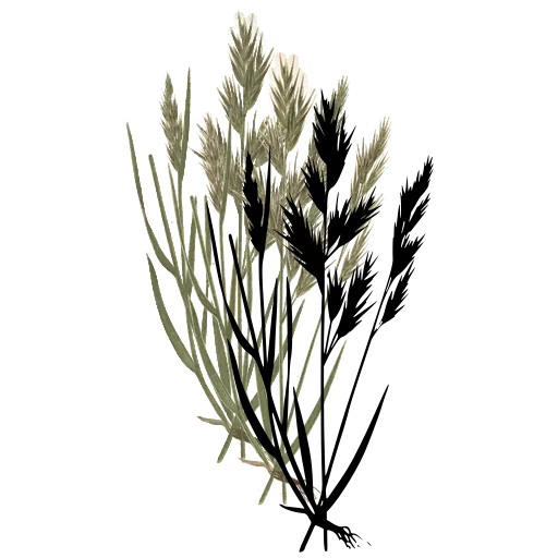 Grass with bristled spikes