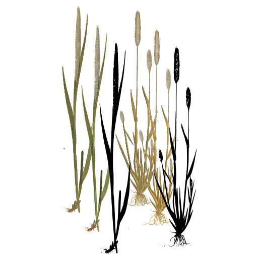 Grass with cylindrical spikes 02