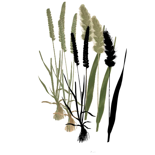 Foxtail grass with blade
