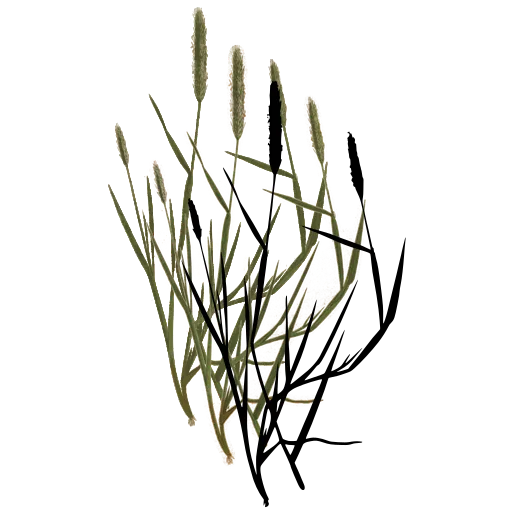 Grass with two slender spikes
