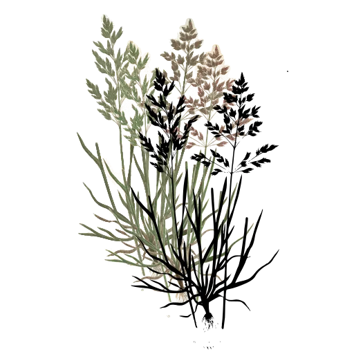 Meadow grass with open panicle