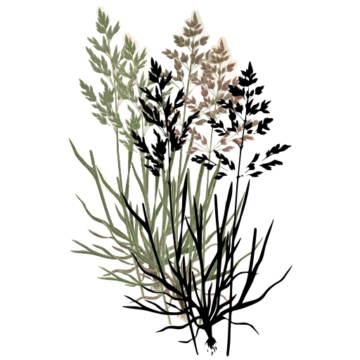 Meadow grass with open panicle