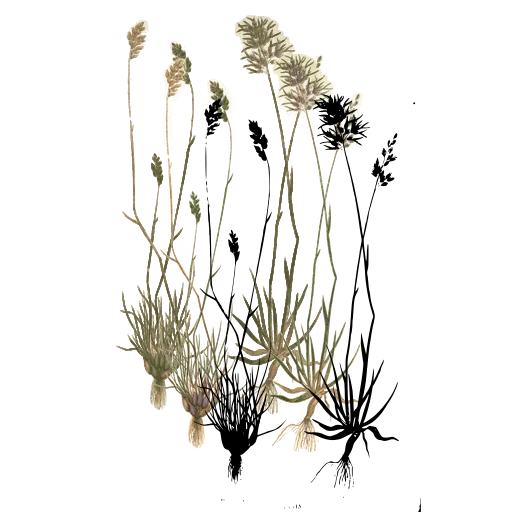 Two grasses with small panicles