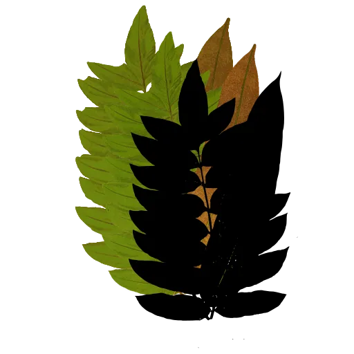 Overlapping pinnate fronds