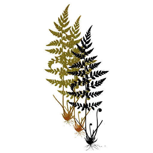 Small feathery fern plant
