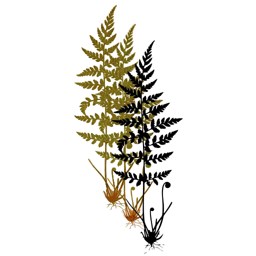 Small feathery fern plant