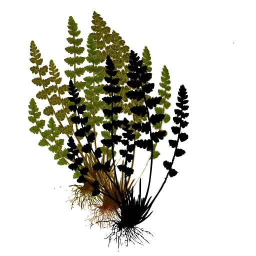 Tufted fern with round pinnae