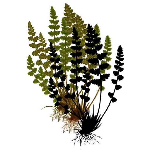 Tufted fern with round pinnae