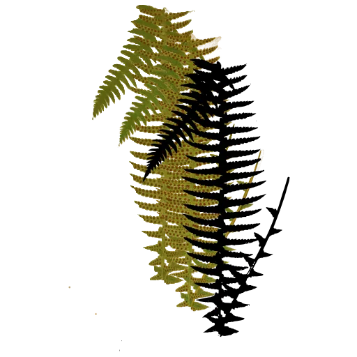 Long pinnate fern frond
