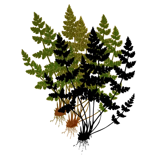 Tuft of small fern fronds