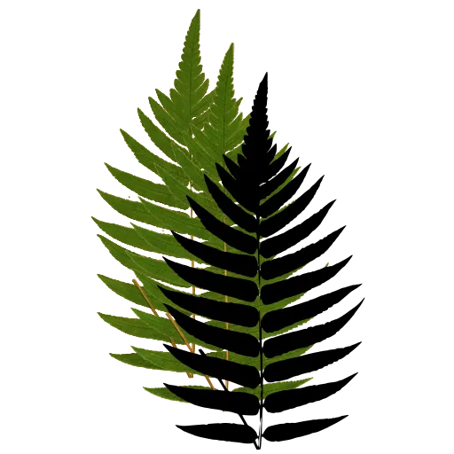 Broad pinnate fern frond 01