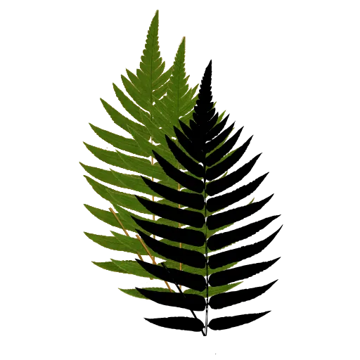 Broad pinnate fern frond 01