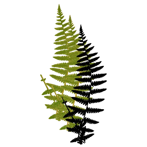 Slender lacy fern frond