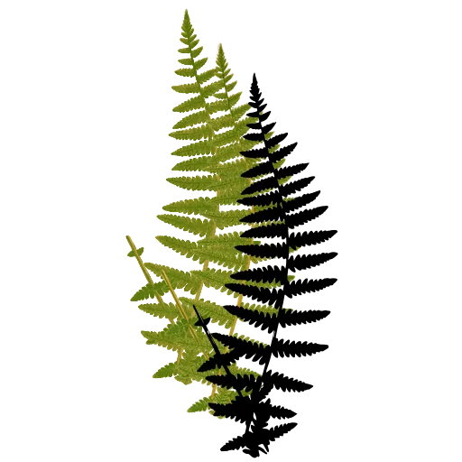 Slender lacy fern frond