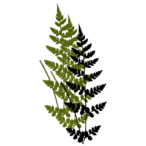 Small delicate fern frond